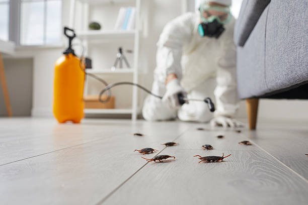 Post-Treatment Bed Bug Interceptor Monitoring in Merchantville